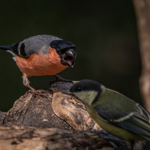 Redwell   15 06 2020   D500   Les 408.jpg